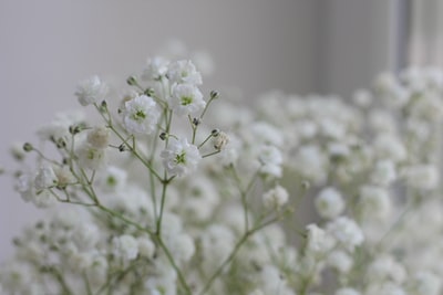 白色的花朵在透镜倾斜转变
